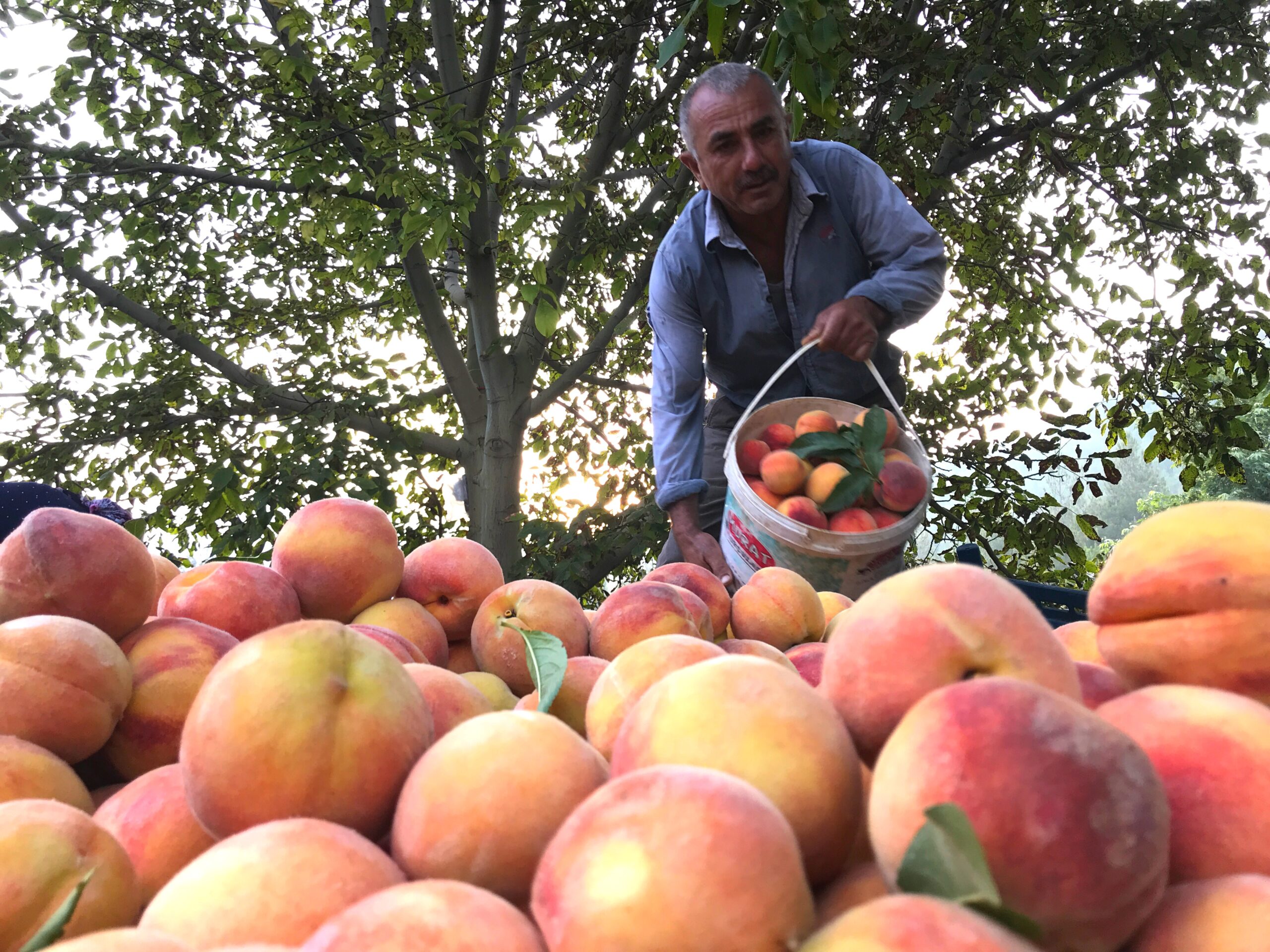 Fruttera Kiziridis, Fruit Collection & Storage Center